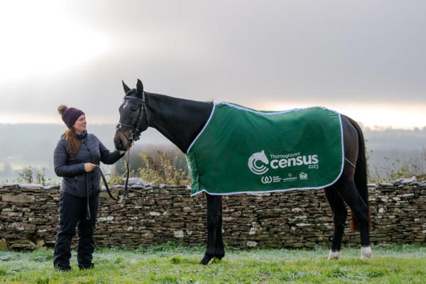 Thoroughbred Census Rug On Horse