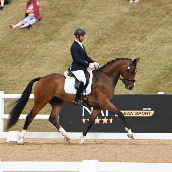 Bay Horse Trotting Around Dressage Arena