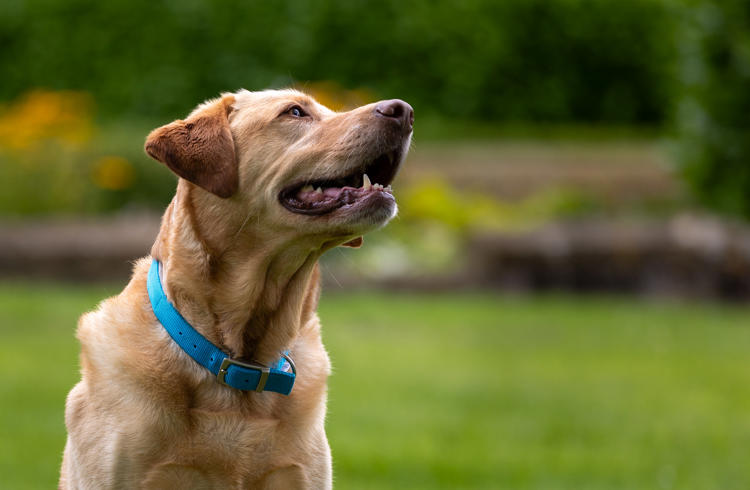 Yellow Labrador