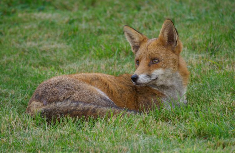 Fox On Grass