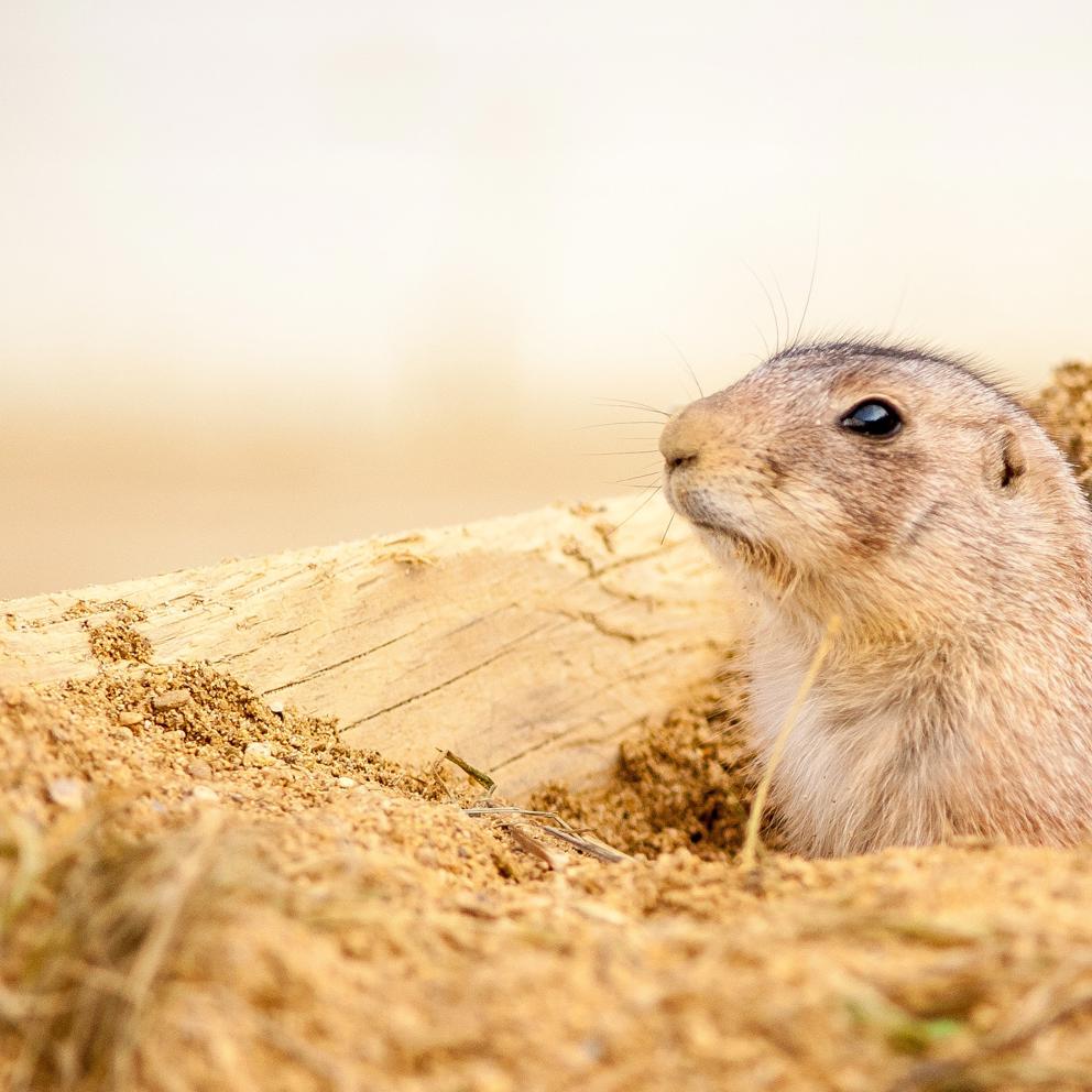 Animal Degrees Hartpury University