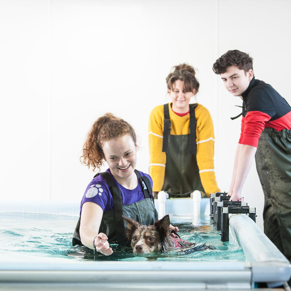 Cotswold Dog Spa Female And Dog In Pool