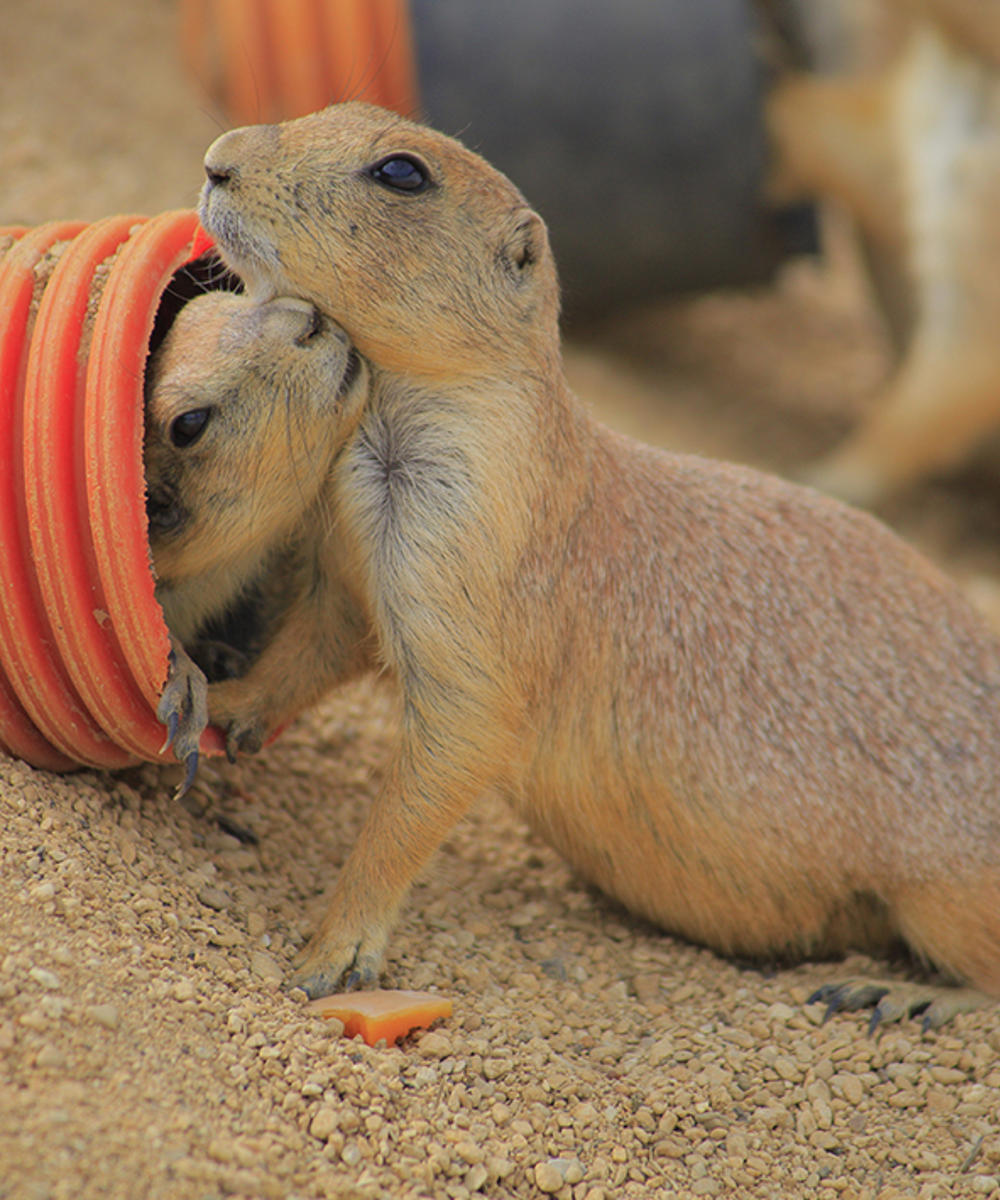 Animal Welfare Policy Legislation