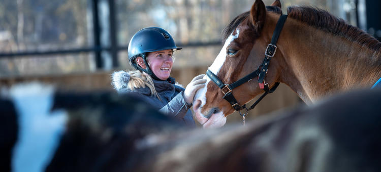 Postgraduate Certificate Equine Behaviour And Welfare