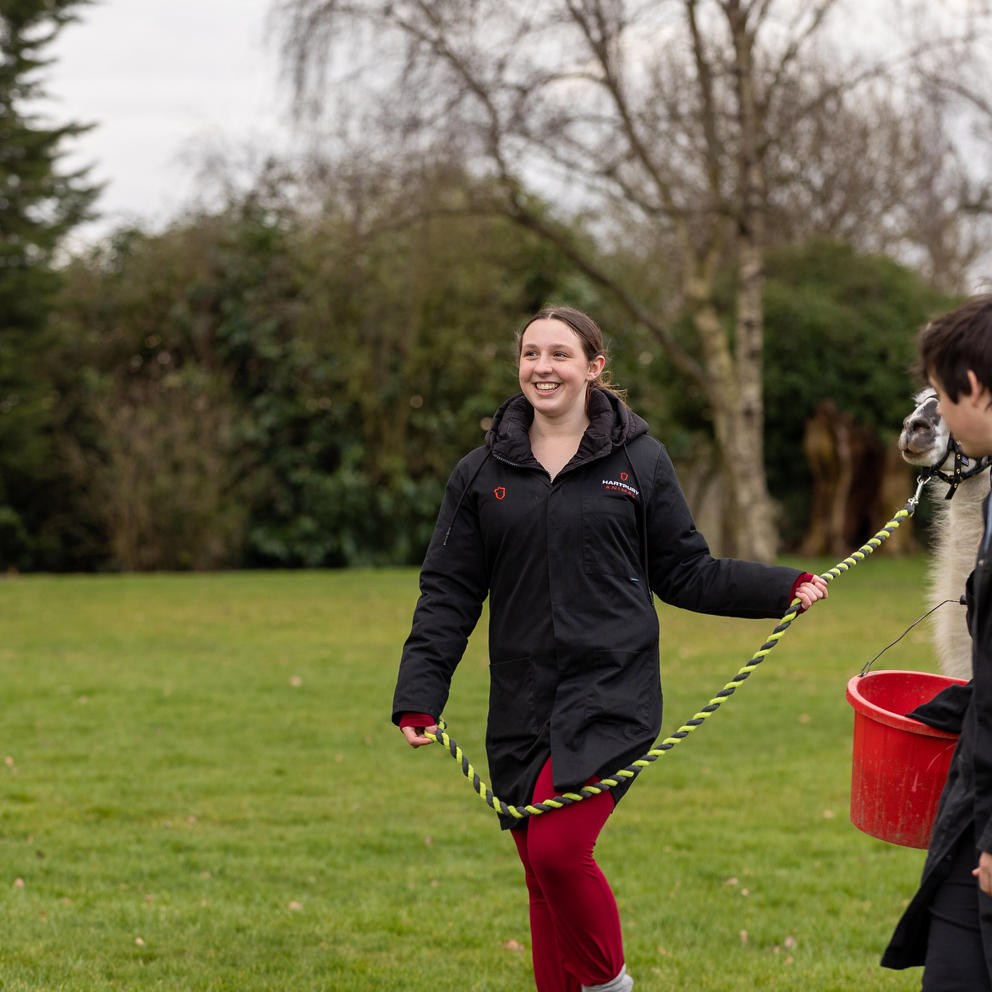 College Animal Students Walking Llamas