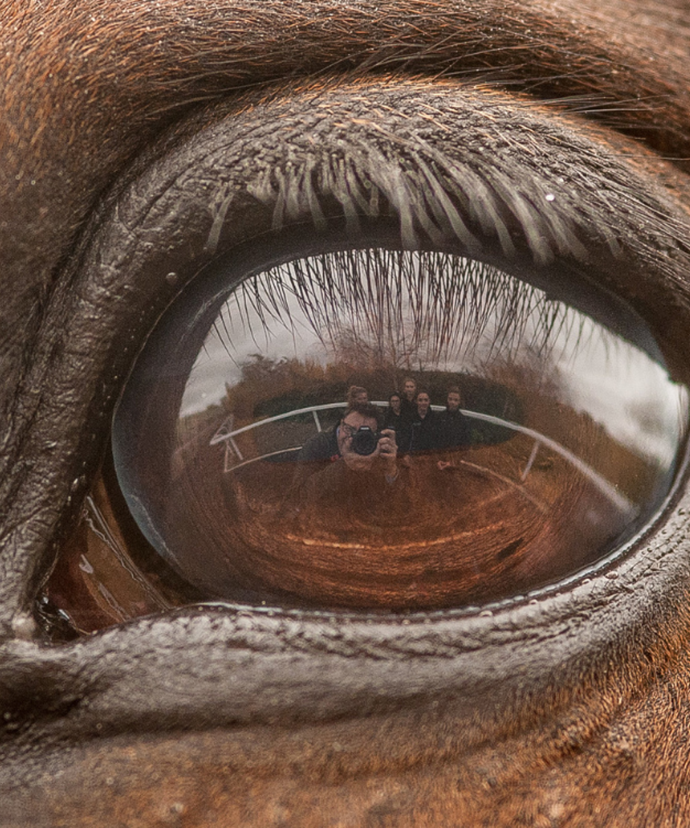 Msc Applied Equine Science Hartpury