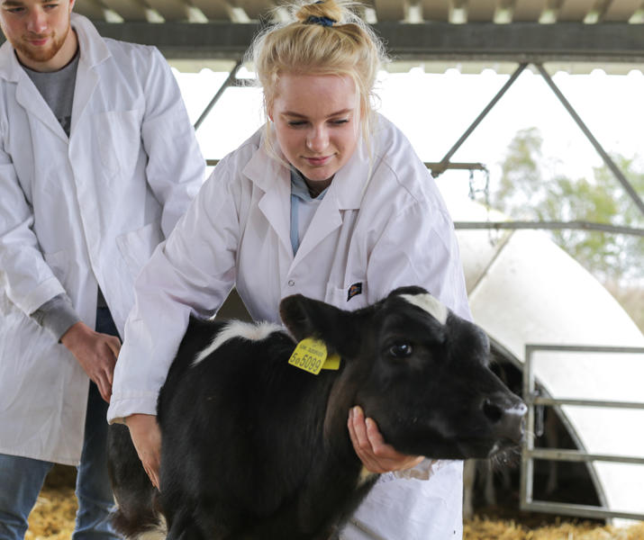 College Student With Calf