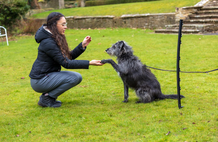 Girl Holding Paw Of Dog