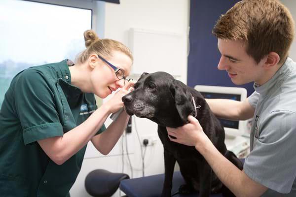 Vet-Nurse-Examining-Dog