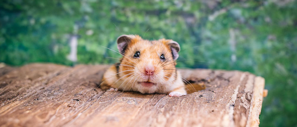 Hamster (1)