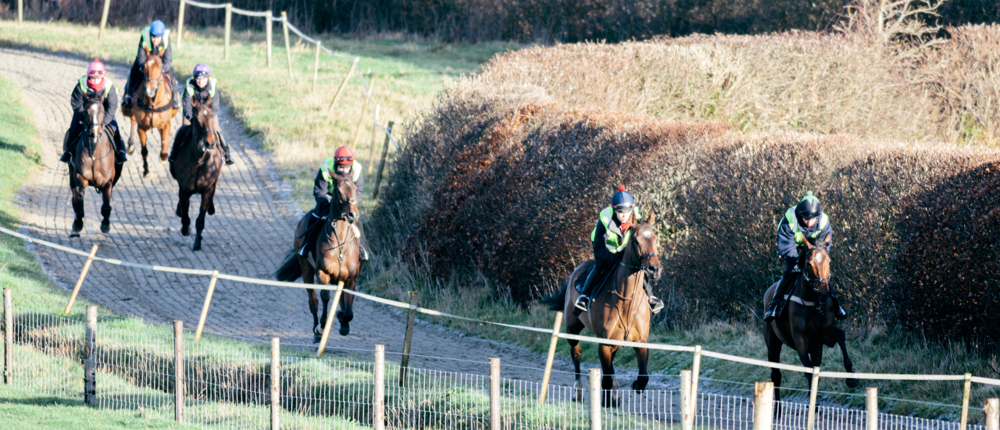 Horses On Gallops (1)