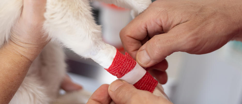 Sick Kitten Receiving Treatment At Veterinary Clin 2025 01 07 23 18 45 Utc 1 (1)