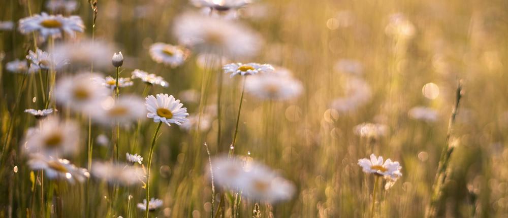 Daisies In Field (1)