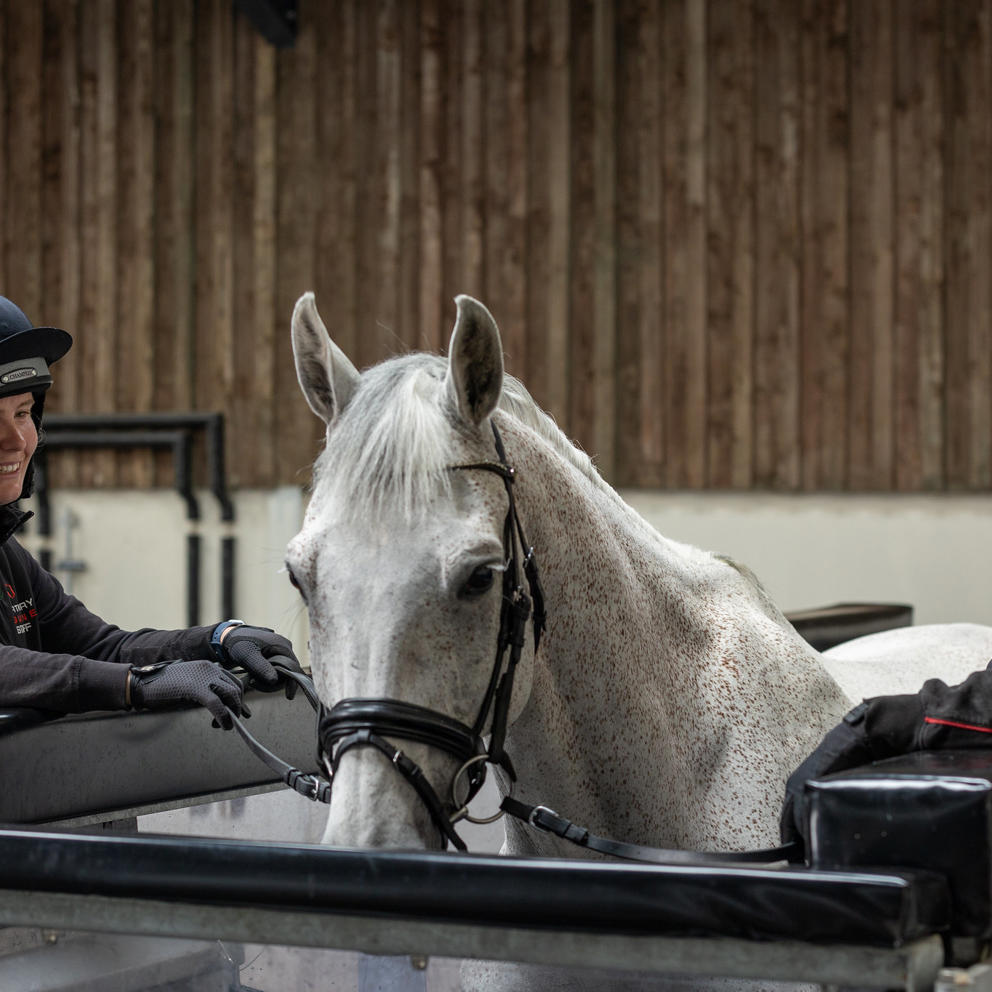 Grey Horse On Aqua Treadmill