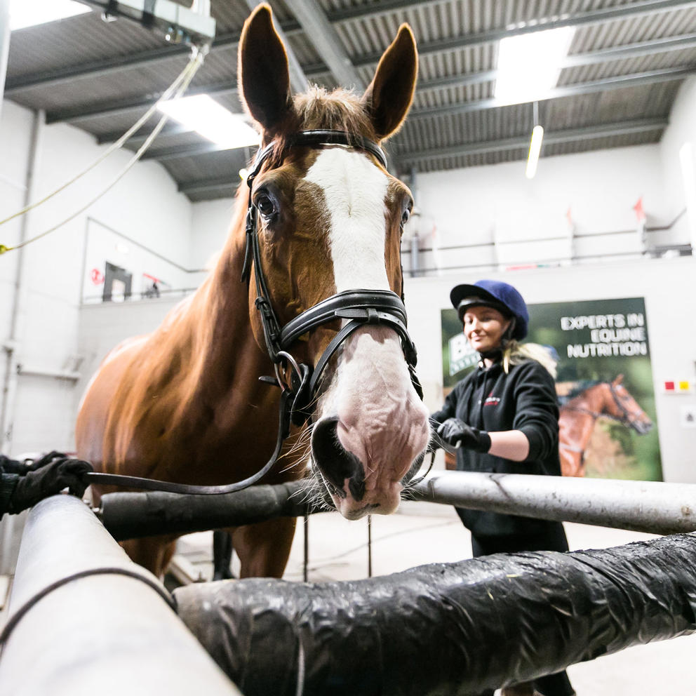 Postgraduate Equine Hartpury University