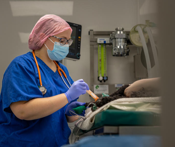 Hannah Smith Working In Veterinary Surgery