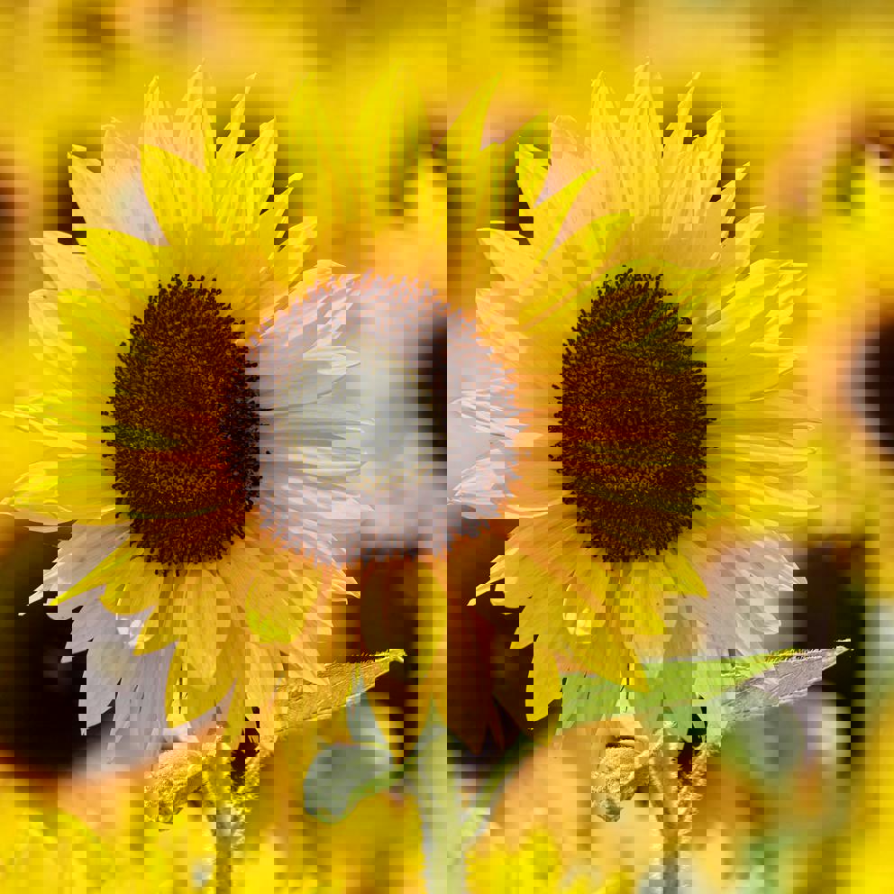 Sunflower (1)