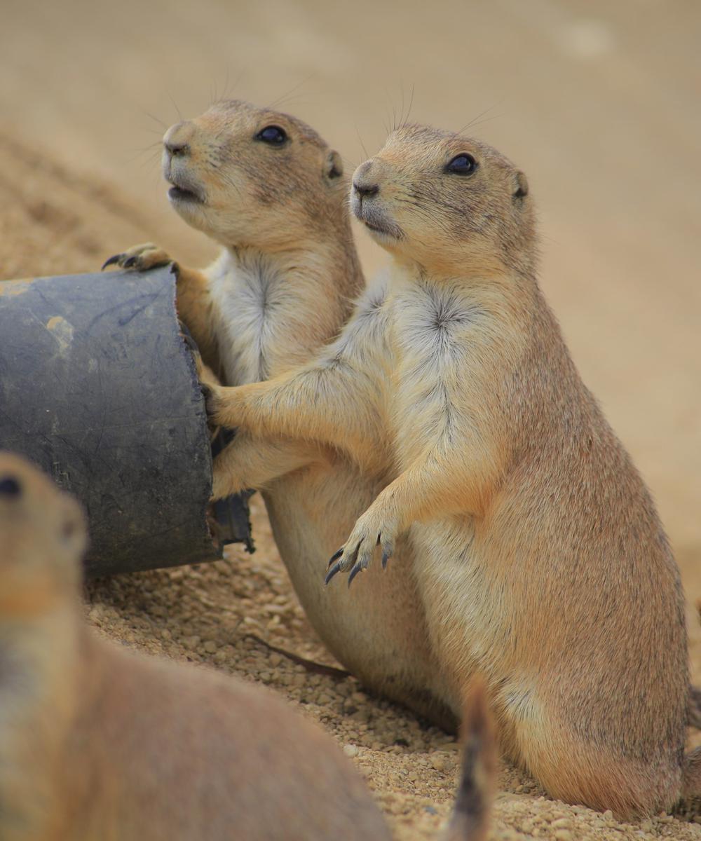 Praire Dogs
