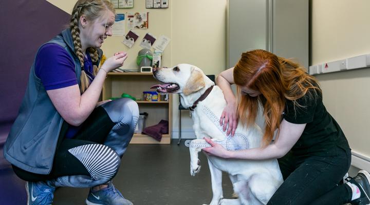 PG Animal Canine Hydrotherapy Research 4