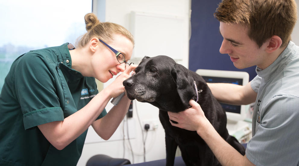Vale Vets Vet And Veterinary Nurse Inspecting Dogs Ear