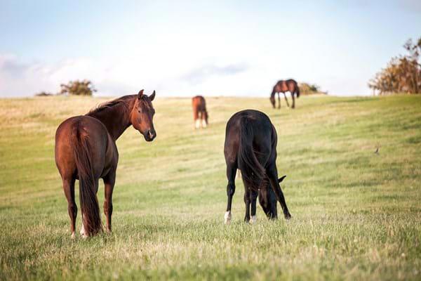 Horses