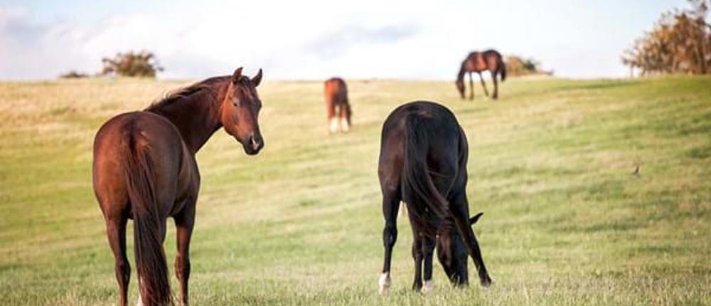 Horses