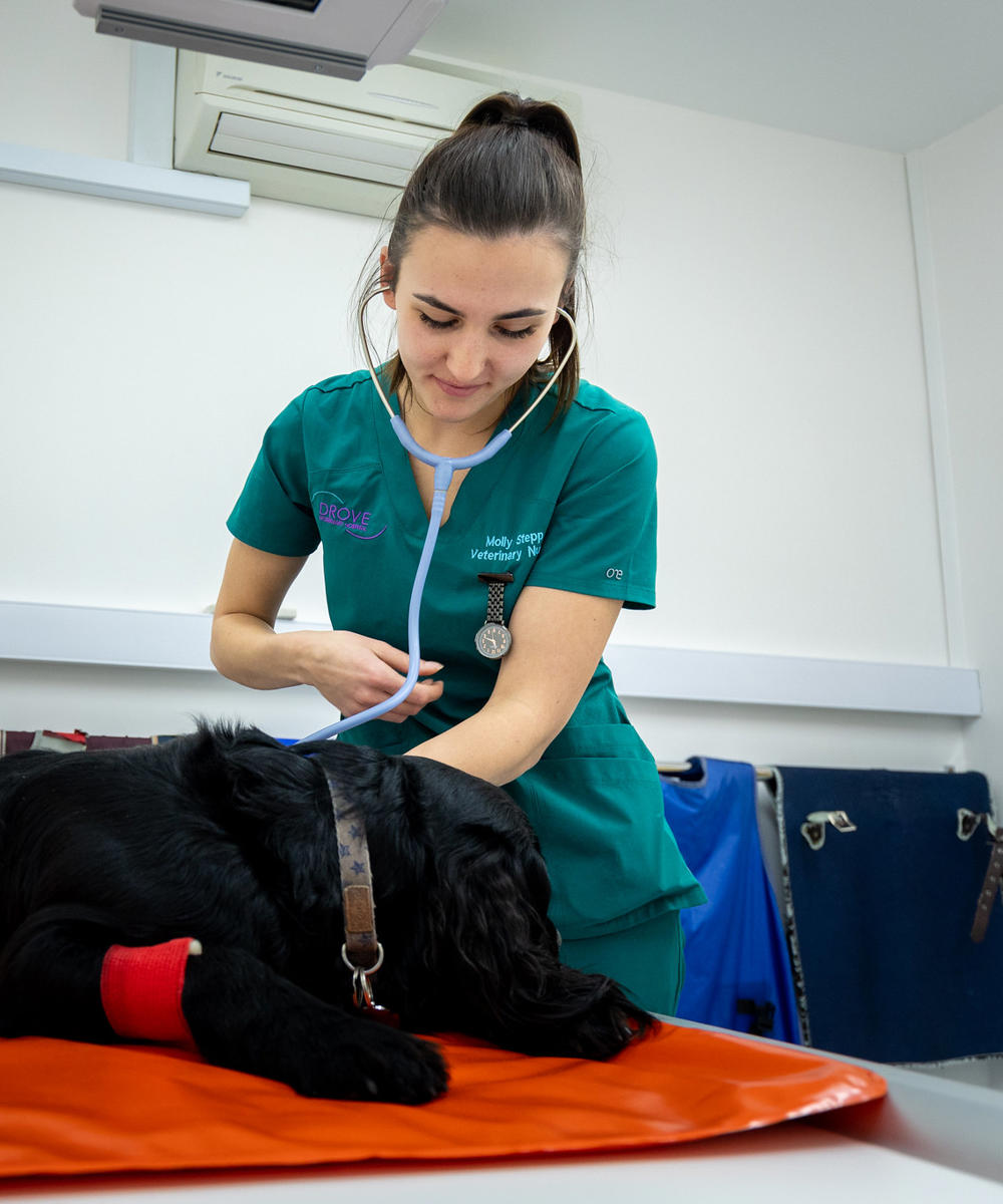 Veterinary Nursing Banner Hartpury