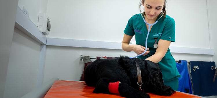 Veterinary Nursing Banner Hartpury