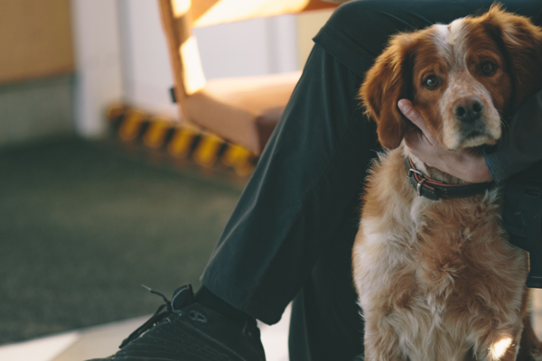 Dog In Waiting Room