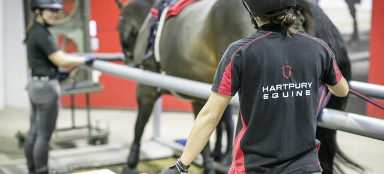 Postgraduate Certificate Equine Performance And Rehabilitation