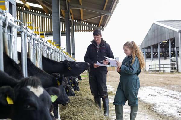 Agriculture-Livestock-Cows