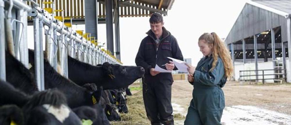 Agriculture-Livestock-Cows