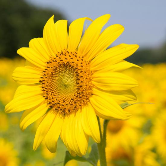 Sunflower In Sunshine