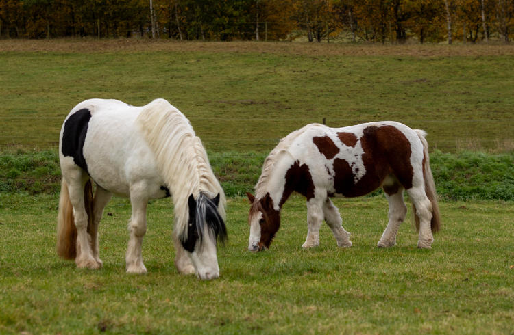 Horses Grazing