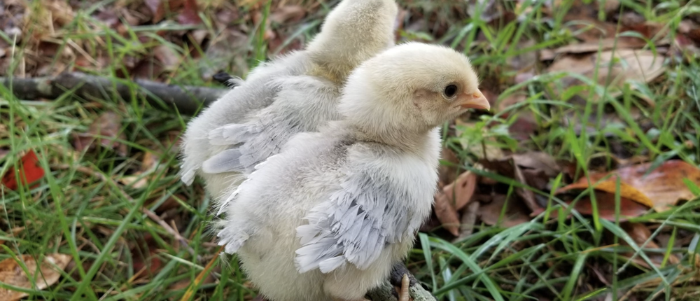 Legbar Chicks