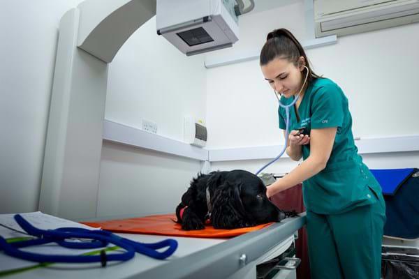 Dog-In-Xray-Machine