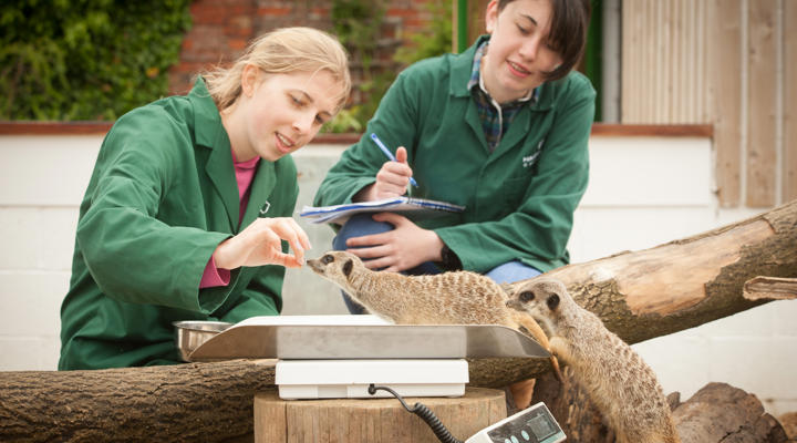 College Animal Meerkats