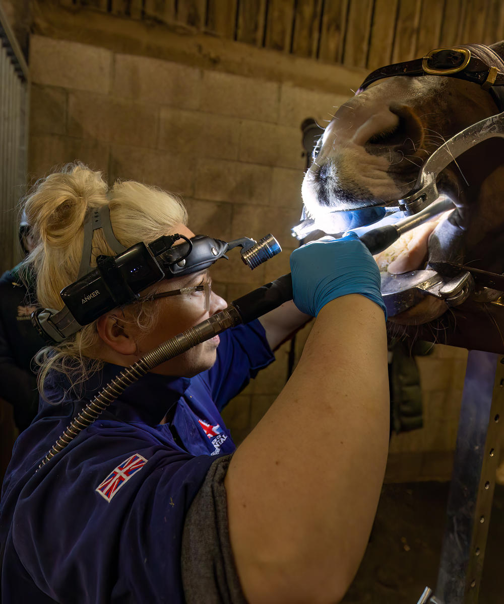 Equine Dental Science 10