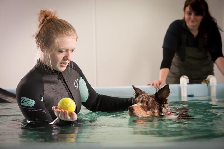 Cotswold Dog Spa Female And Dog In Pool With Ball