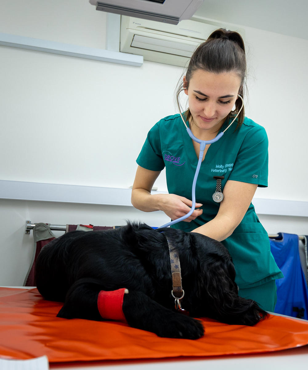 Drove Vets Veterinary Nurse And Dog