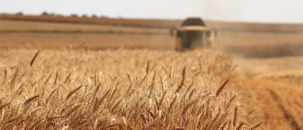 Agriculture Wheat Field (1)