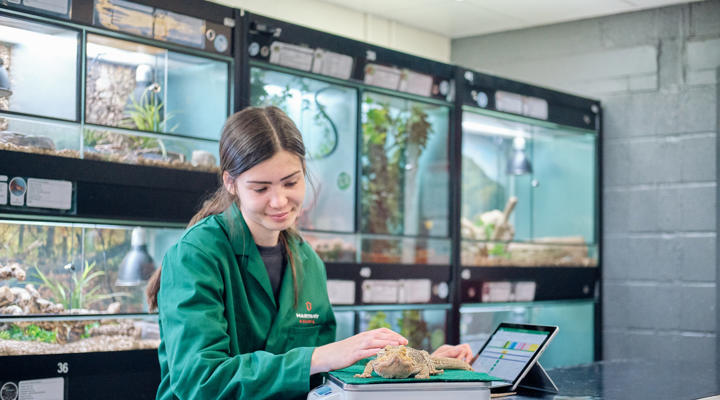 Image of Hartpury College student weighing a reptile on a scale