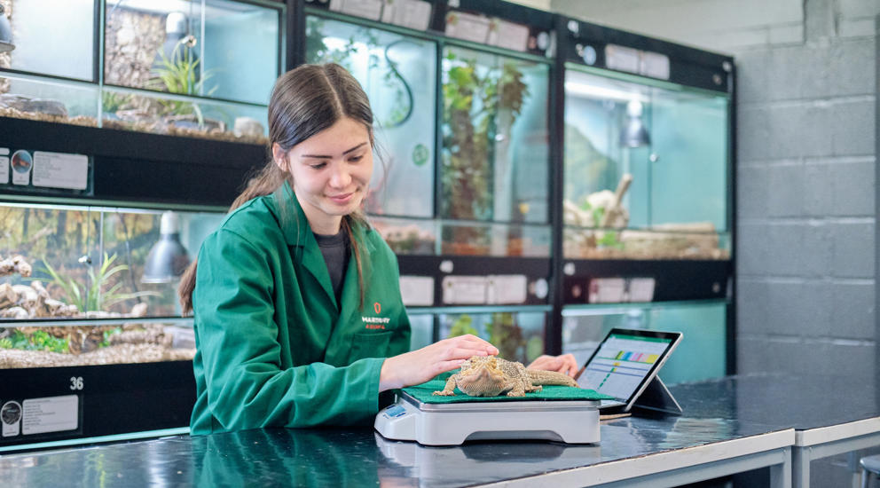 Image of Hartpury College student weighing a reptile on a scale