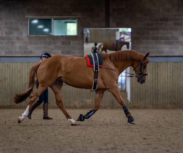 Chestnut Horse Being Lunged